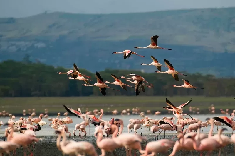 The Magic of Kenya Safari Package